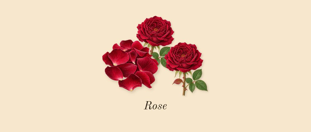 Rose Aqor, top notes: Rose