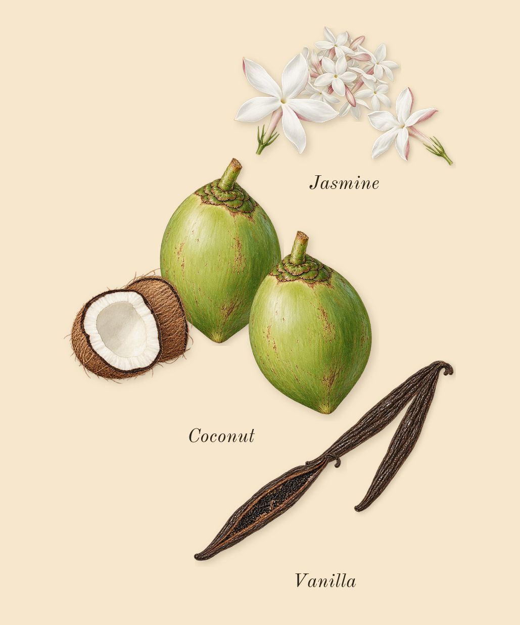 Sweet Tooth, heart: Jasmine, Coconut, Vanilla