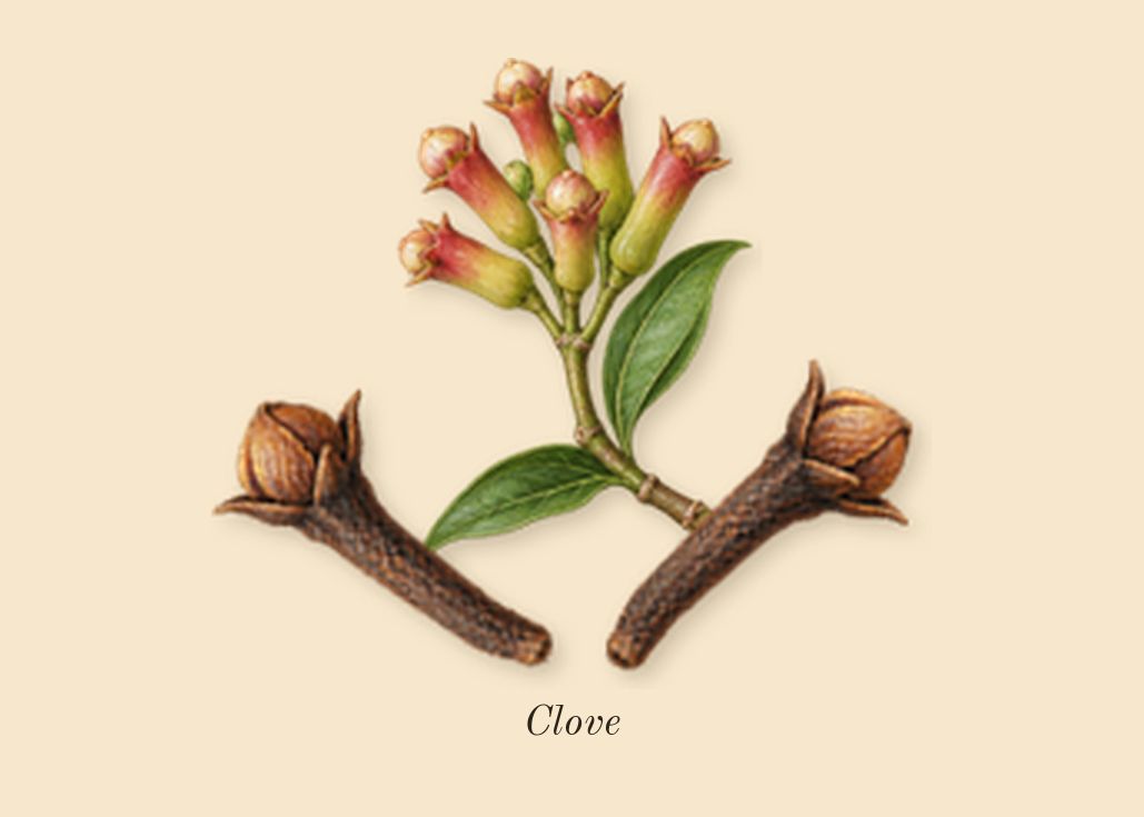 Santal Sohar, heart: Clove