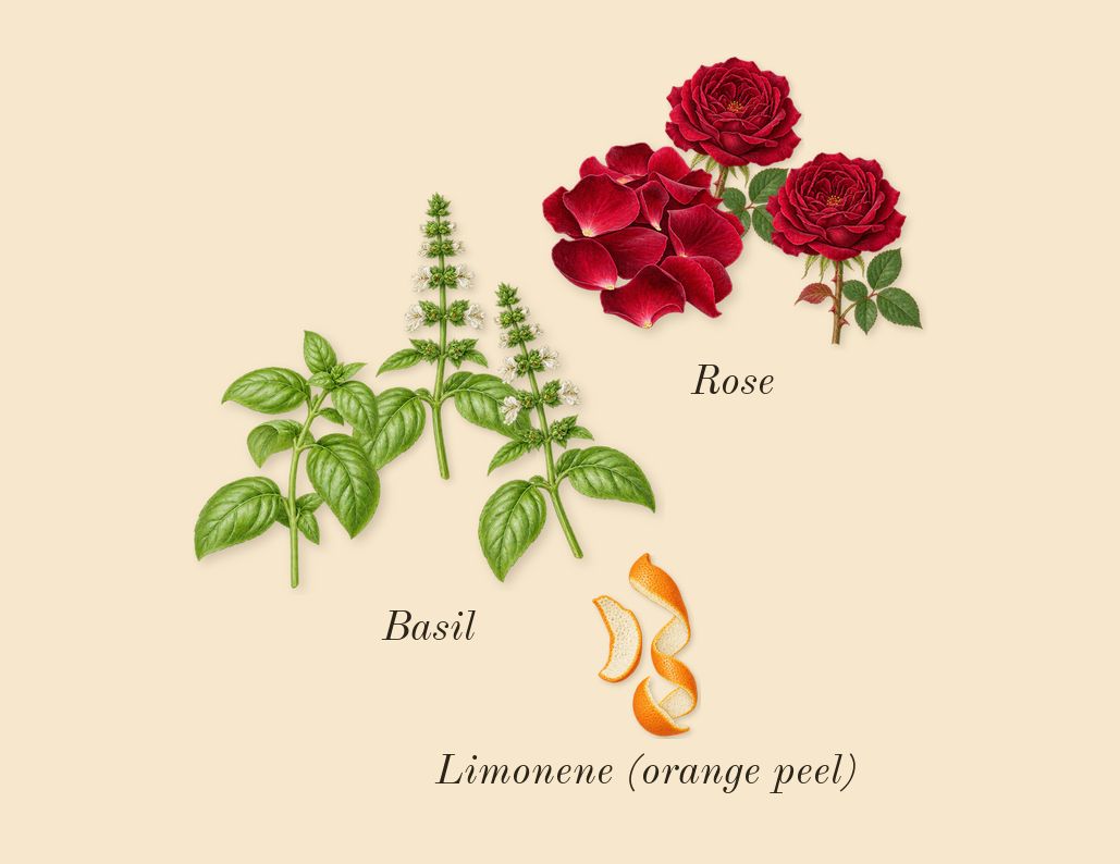 Santal Sohar, top notes: Basil, Rose, Limonene (orange peel)