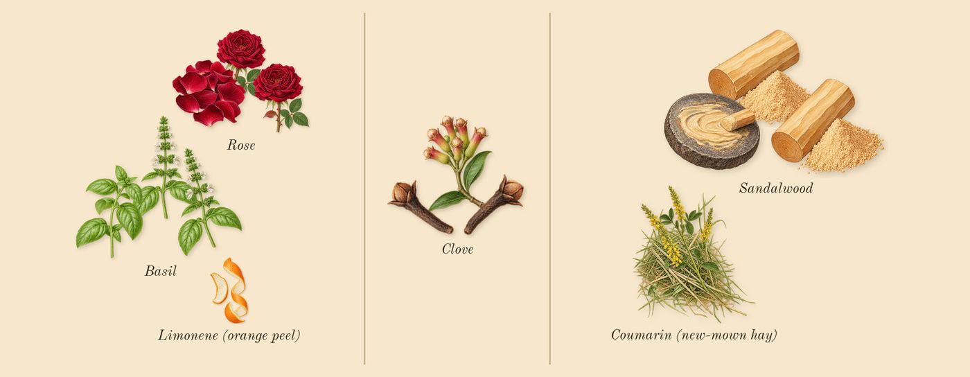 Santal Sohar’s scent picture, a draft: basil, rose, clove, sandalwood, coumarin (new-mown hay), limonene (orange peel) drawn so far; dashed outlines where nothing is drawn yet