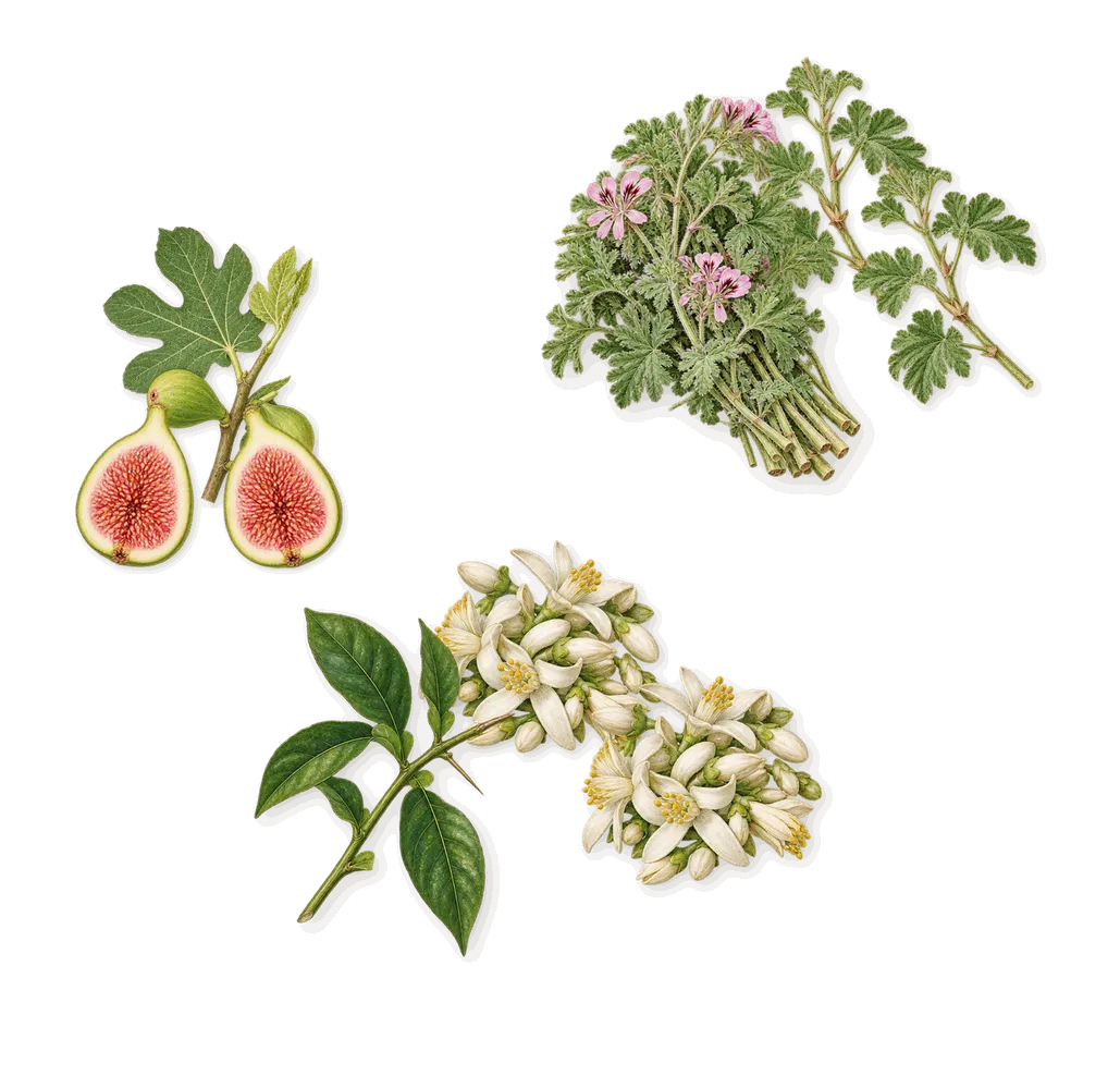 3AM, as it settles: Fig, Orange blossom, Geranium