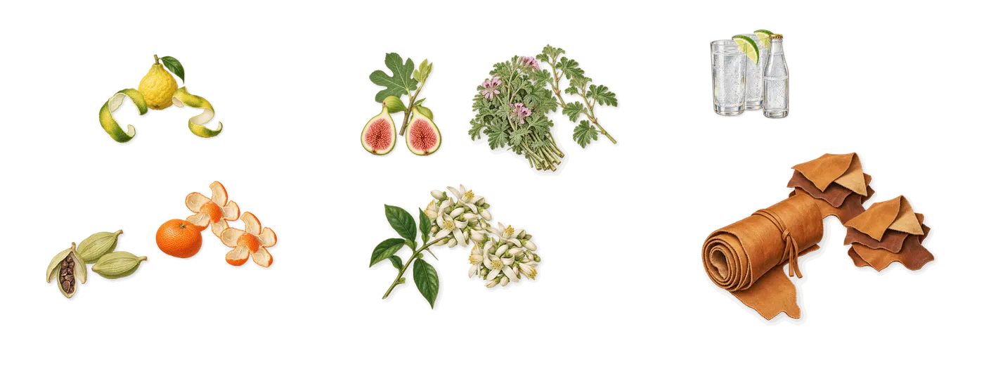 3AM’s scent picture, a draft: bergamot, mandarin, cardamom, fig, orange blossom, geranium drawn so far; dashed outlines where nothing is drawn yet