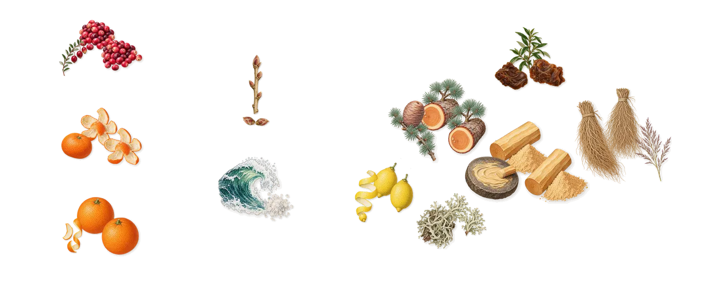 I Am King’s scent picture, a draft: cranberry, mandarin, sweet orange, sea water, blackcurrant, lemon drawn so far; dashed outlines where nothing is drawn yet