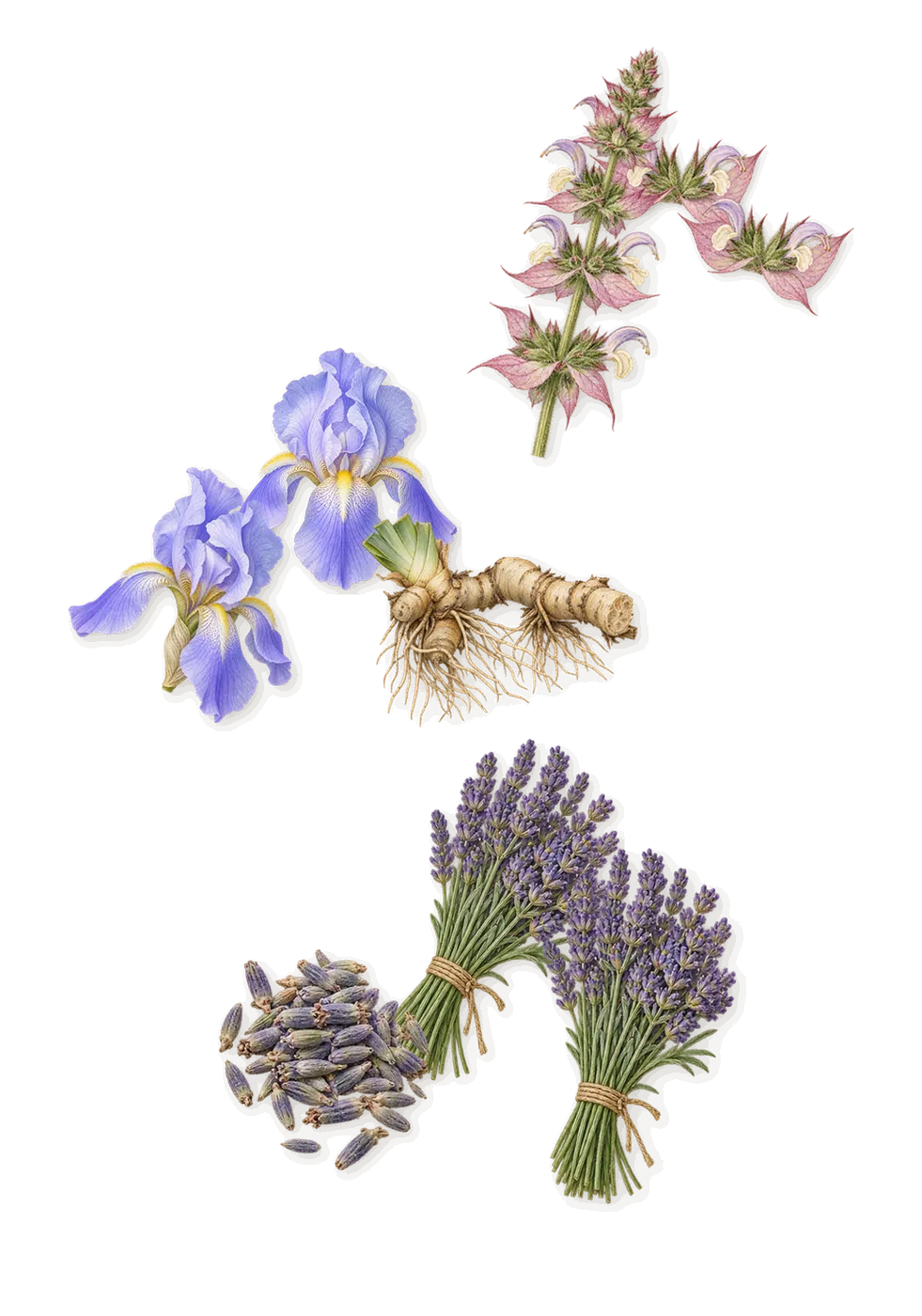 Unforgivable, as it settles: Lavender, Clary sage, Iris