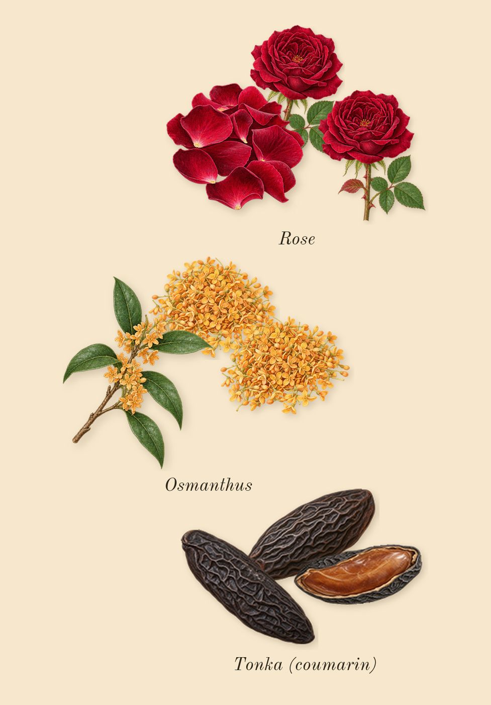 Sequence, heart: Rose, Osmanthus, Tonka (coumarin)