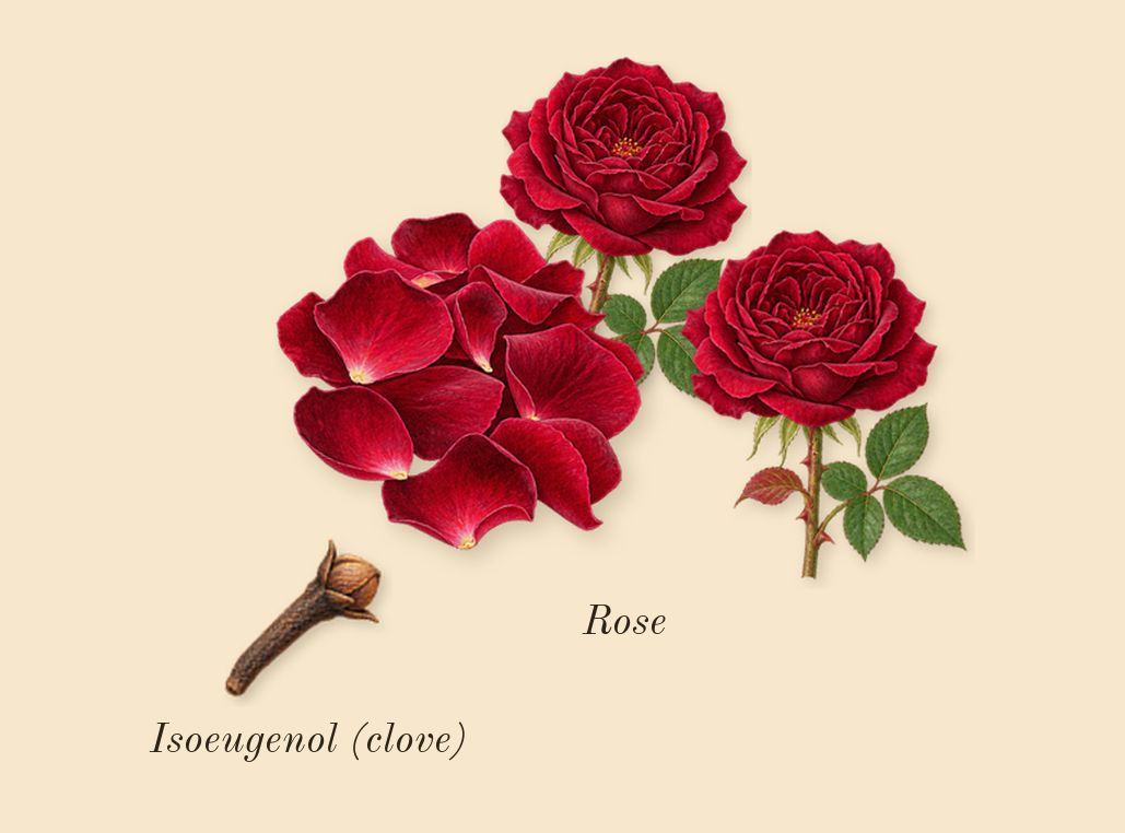 Chergui, heart: Rose, Isoeugenol (clove)