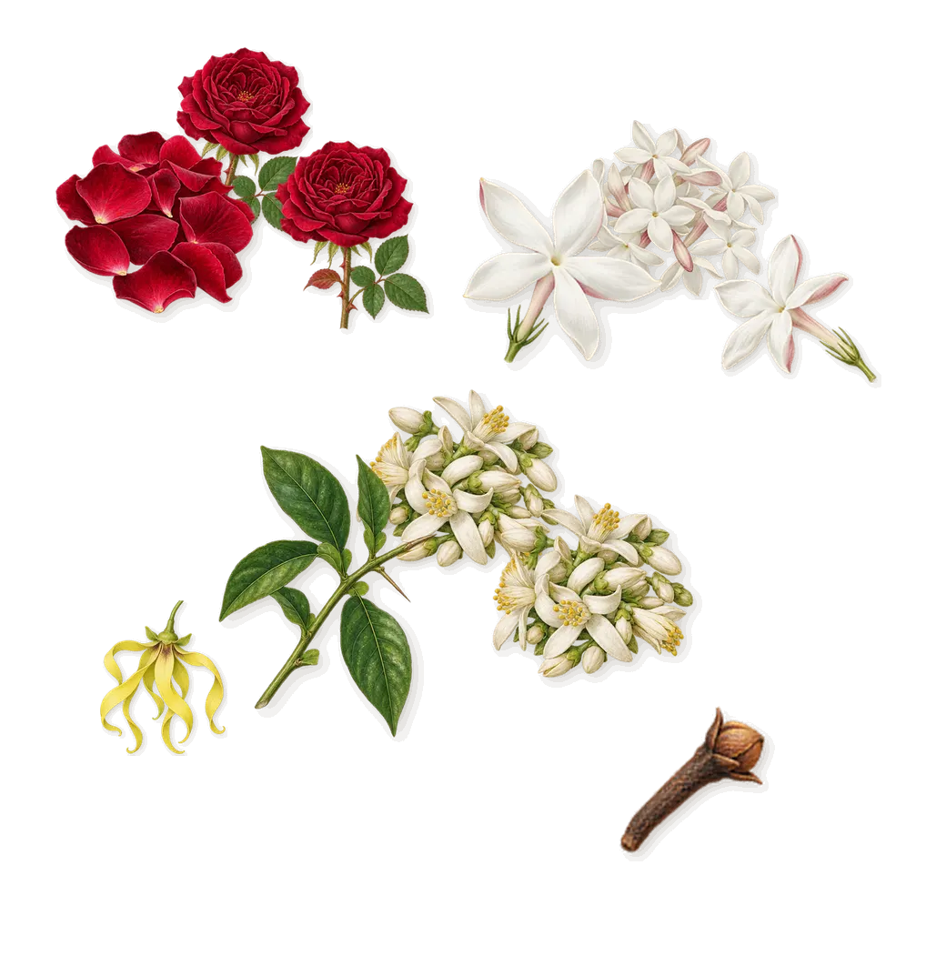 Fleurs d'Oranger, as it settles: Orange blossom, Jasmine, Rose, Ylang-ylang, Isoeugenol (clove)