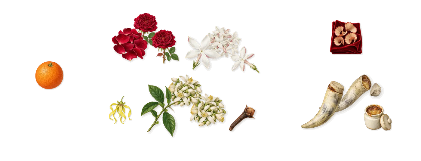 Fleurs d'Oranger’s scent picture, a draft: orange blossom, jasmine, rose, civet, ylang-ylang, sweet orange drawn so far; dashed outlines where nothing is drawn yet
