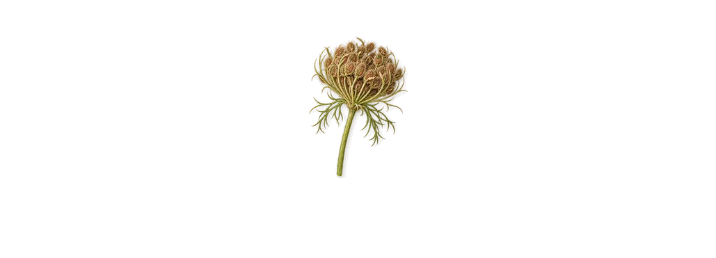 English Major, when you spray it: Limonene (in carrot)