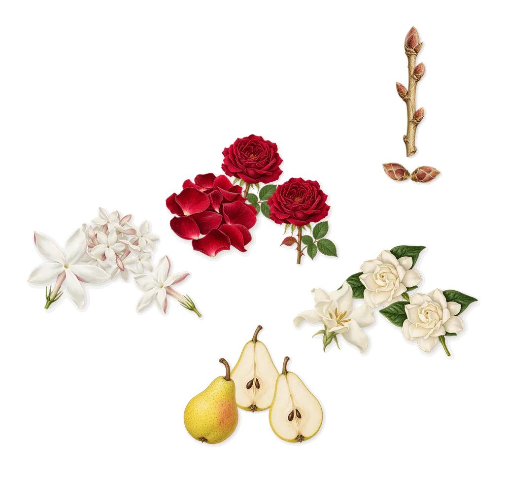 Dolce Melodia, as it settles: Rose, Jasmine, Gardenia, Pear, Blackcurrant