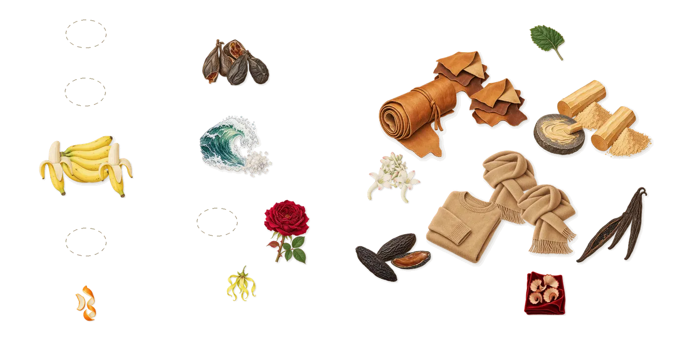Alone in Babylon’s scent picture, a draft: banana, castoreum, marine notes, vanilla (vanillin), tonka (coumarin), leather drawn so far; dashed outlines where nothing is drawn yet