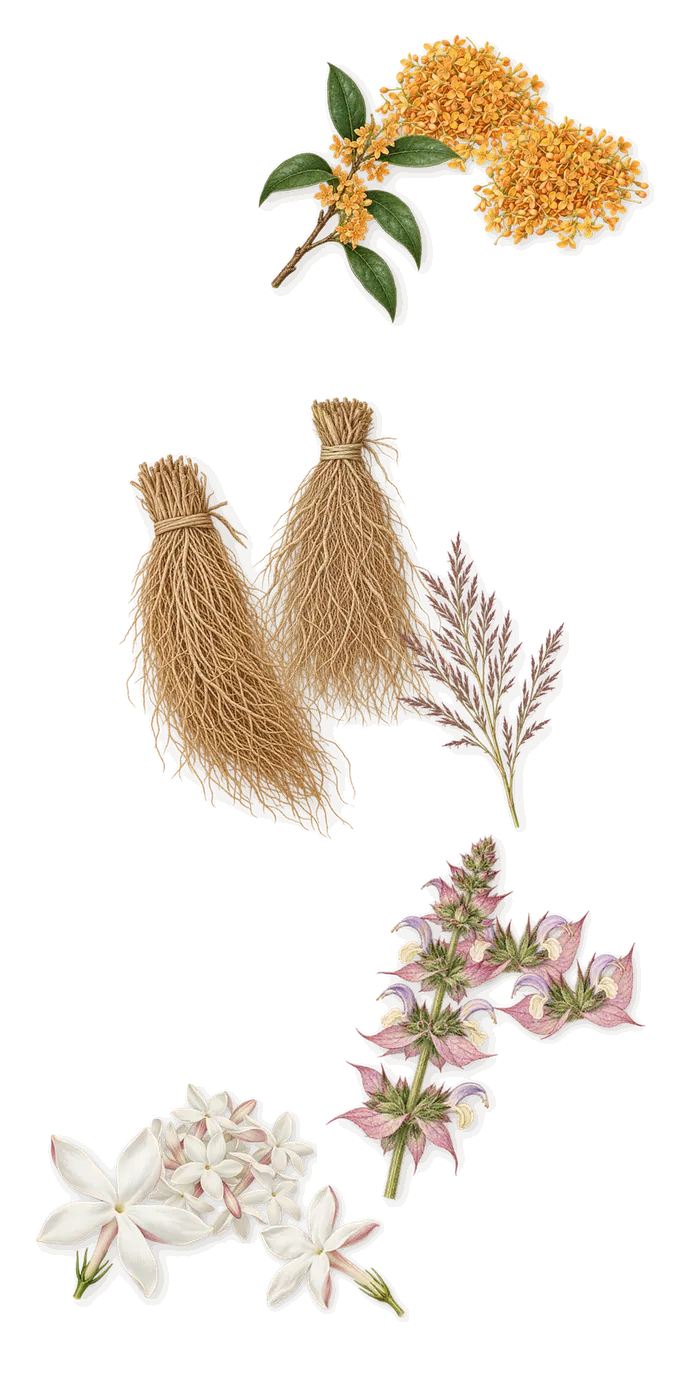 The Queen and the Viper, as it settles: Clary sage, Vetiver, Osmanthus, Jasmine