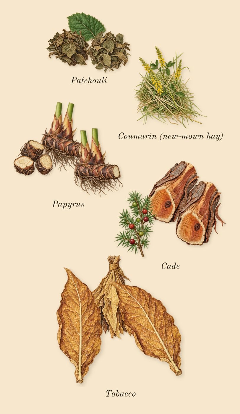 Sunshine Woman, dry-down: Cade, Patchouli, Tobacco, Papyrus, Coumarin (new-mown hay)