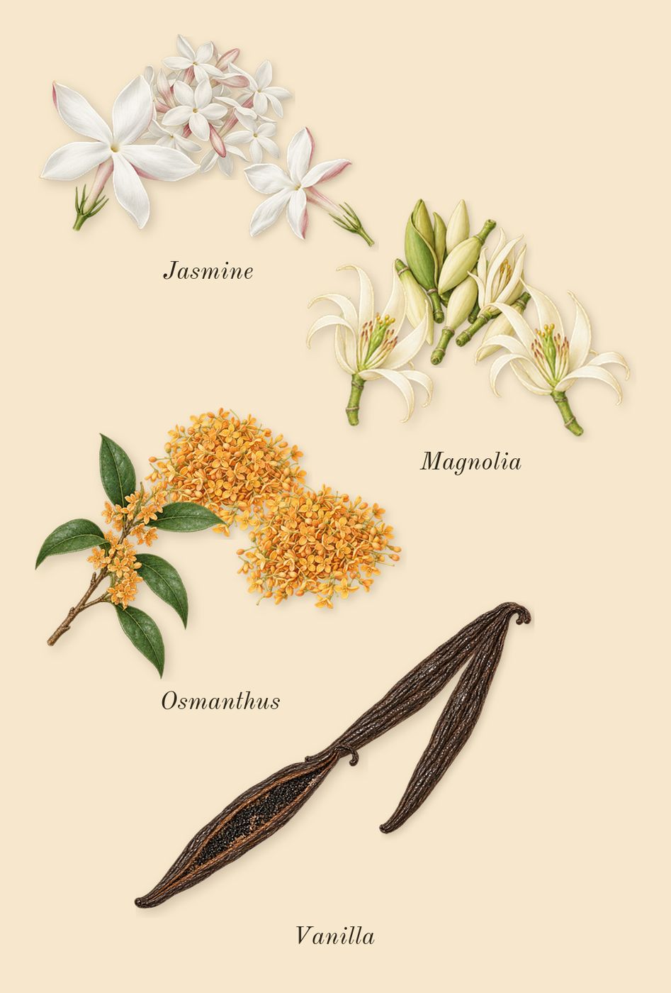 Sunshine Woman, heart: Osmanthus, Jasmine, Vanilla, Magnolia