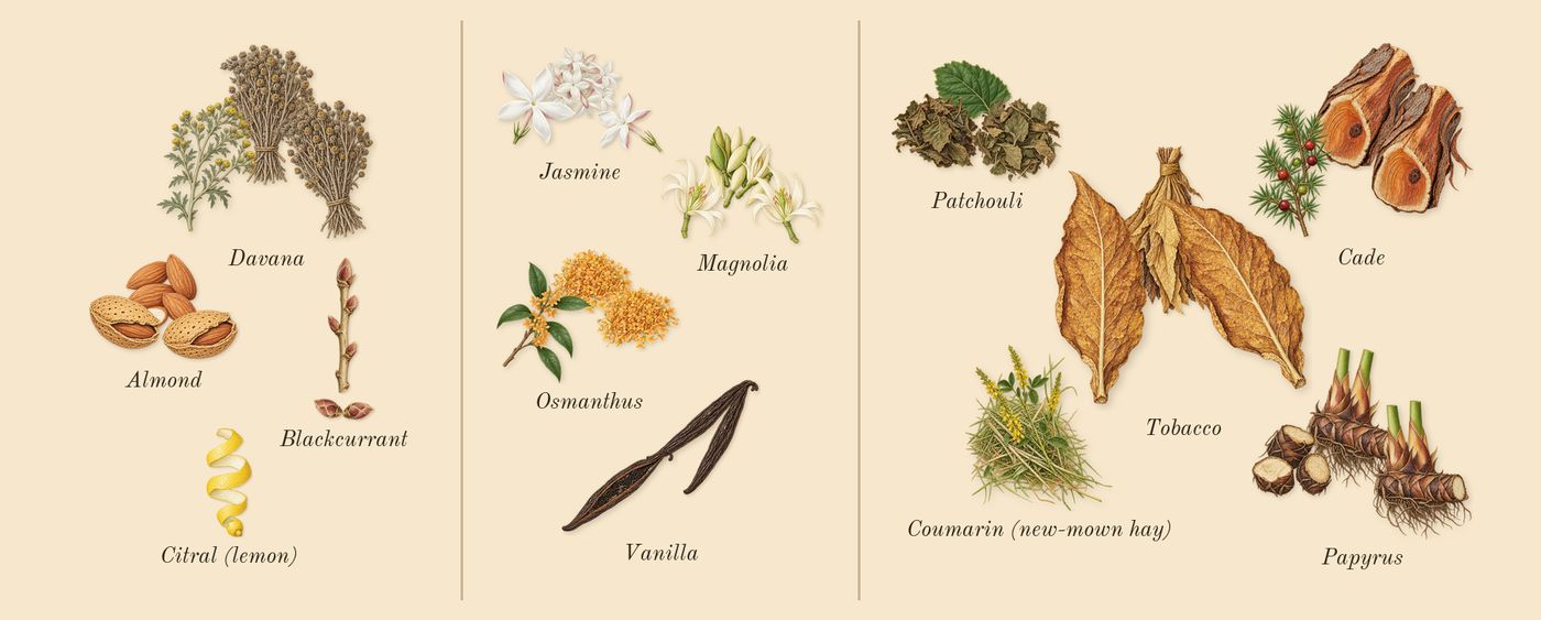 Sunshine Woman’s scent picture, a draft: blackcurrant, almond, davana, osmanthus, jasmine, vanilla drawn so far; dashed outlines where nothing is drawn yet