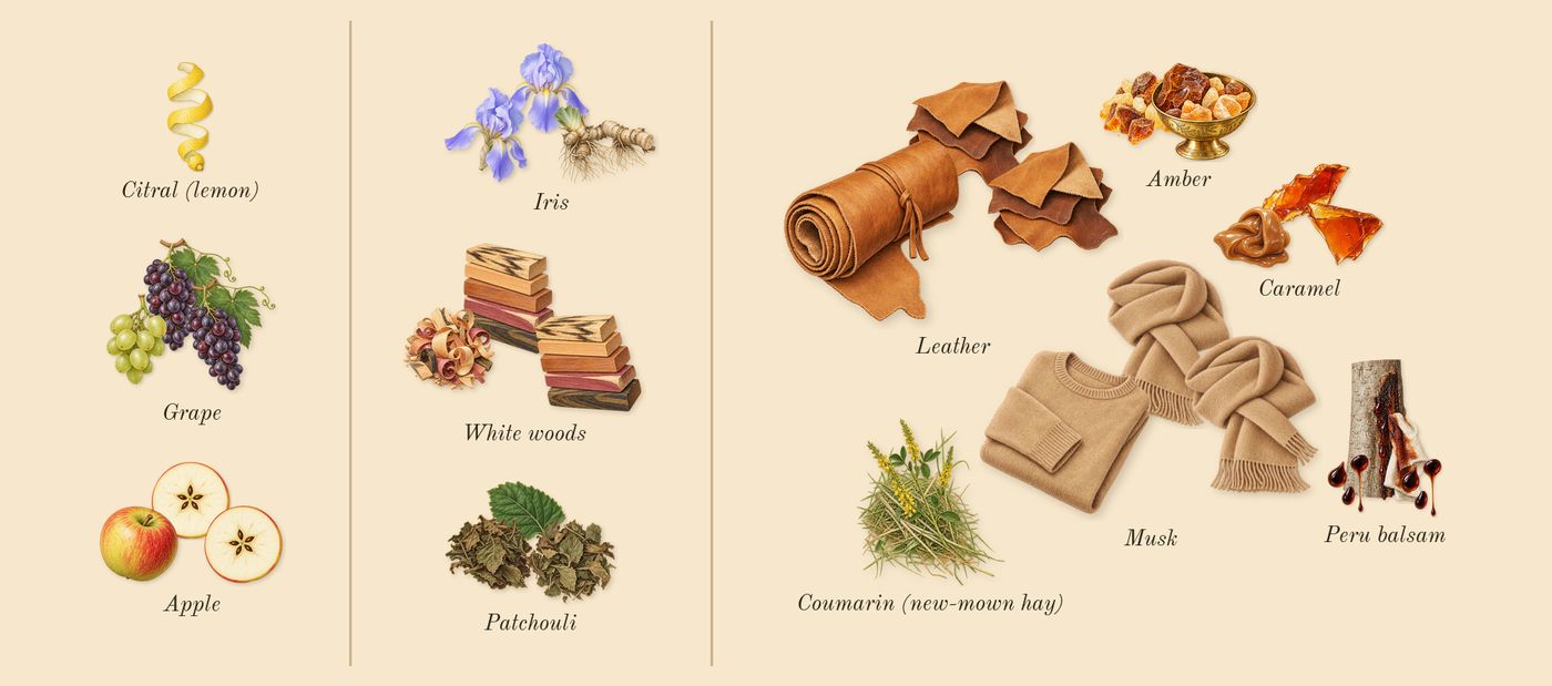 Casablanca’s scent picture, a draft: apple, grape, white woods, patchouli, iris, caramel drawn so far; dashed outlines where nothing is drawn yet
