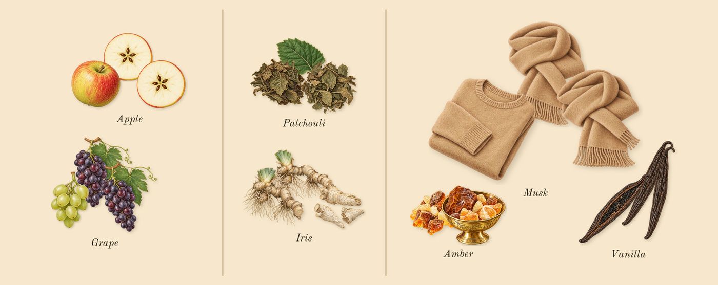 Essence of Casablanca’s scent picture, a draft: apple, grape, patchouli, iris, amber, musk drawn so far; dashed outlines where nothing is drawn yet