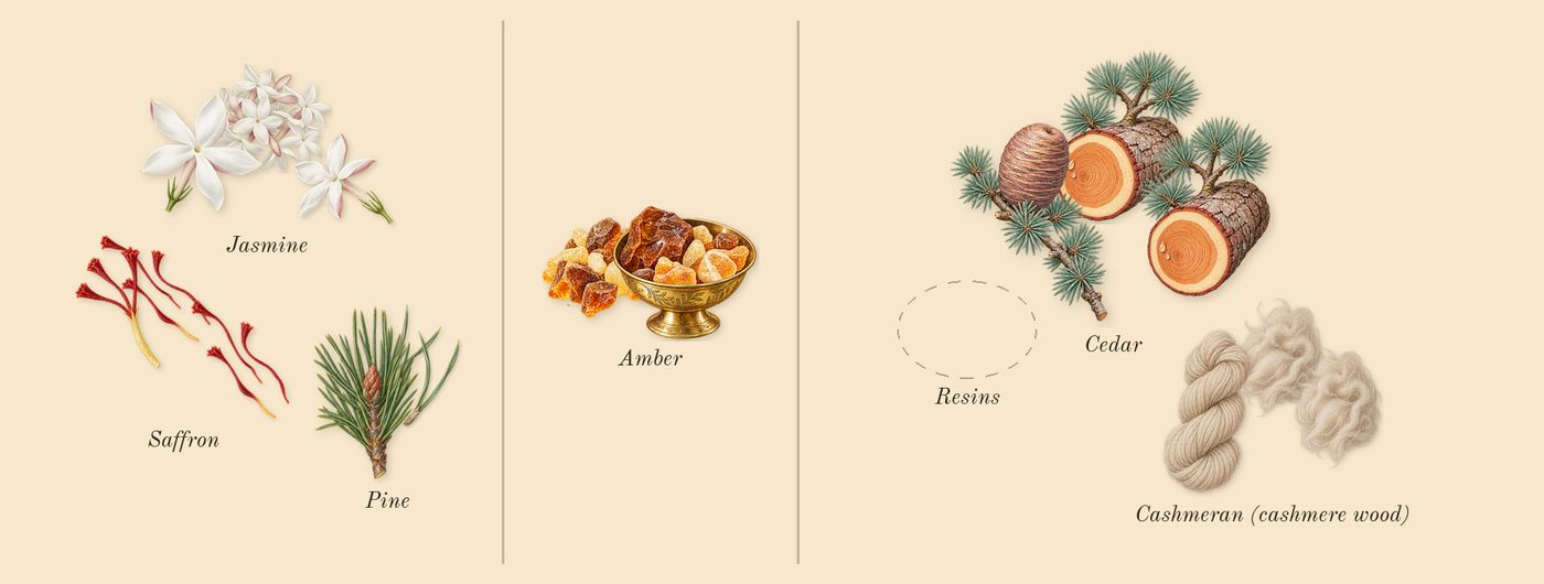 Gharaam’s scent picture, a draft: jasmine, saffron, amber, cedar, pine, cashmeran (cashmere wood) drawn so far; dashed outlines where nothing is drawn yet