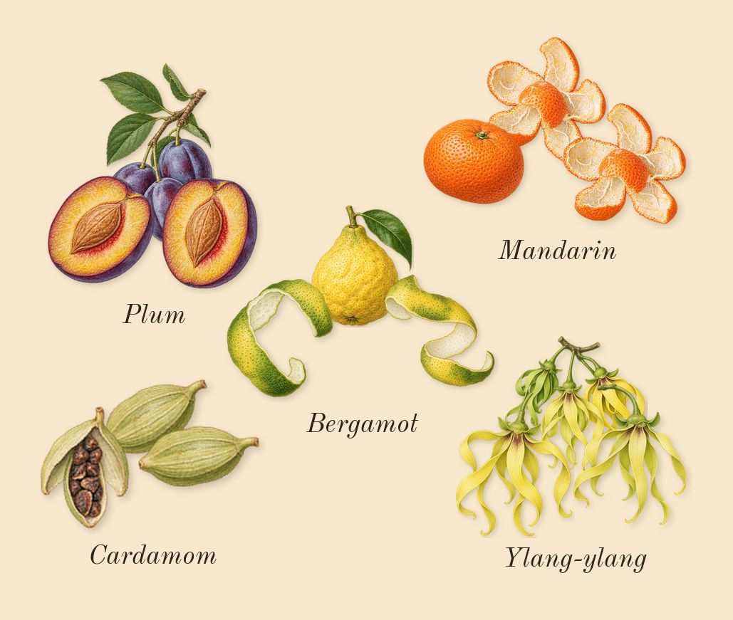 Hawa, top notes: Bergamot, Mandarin, Ylang-ylang, Cardamom, Plum