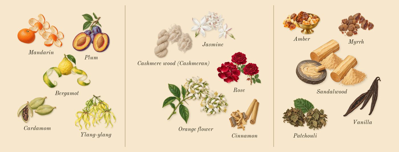 Hawa’s scent picture, a draft: bergamot, mandarin, ylang-ylang, cardamom, plum, rose drawn so far; dashed outlines where nothing is drawn yet