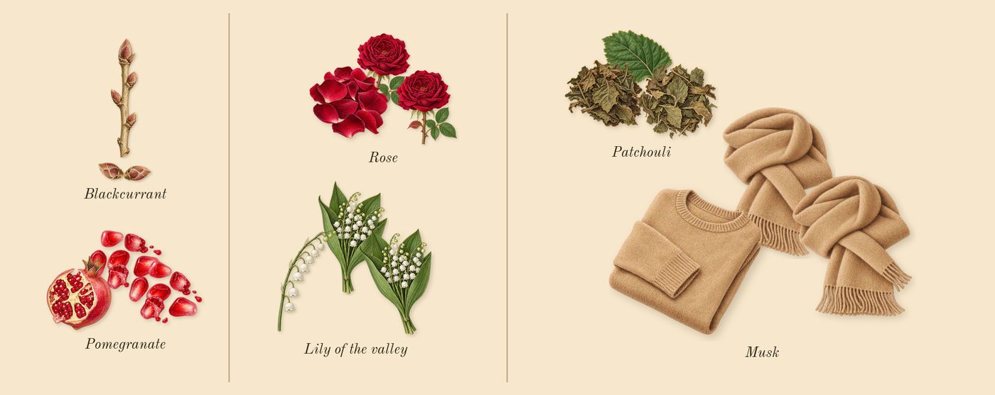 Musk 07’s scent picture, a draft: pomegranate, blackcurrant, rose, lily of the valley, patchouli, musk drawn so far; dashed outlines where nothing is drawn yet