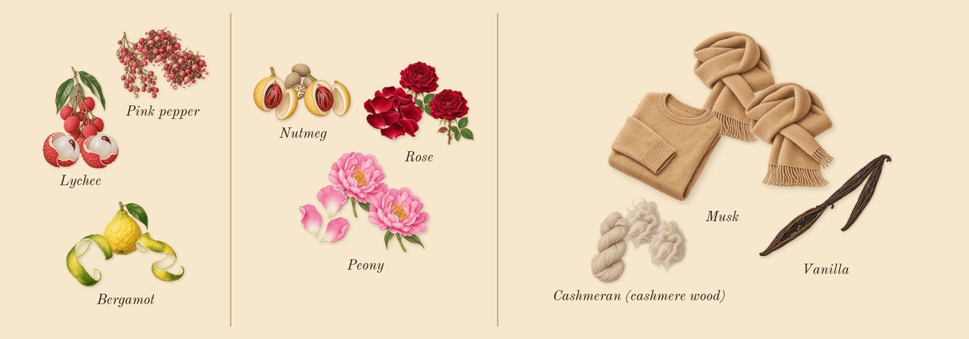 Rose 01’s scent picture, a draft: lychee, bergamot, pink pepper, rose, peony, nutmeg drawn so far; dashed outlines where nothing is drawn yet