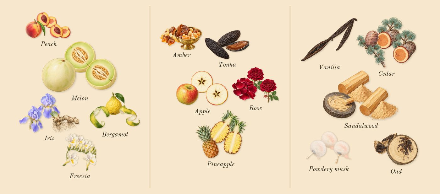 Shaghaf Oud Ahmar’s scent picture, a draft: bergamot, iris, freesia, melon, peach, tonka drawn so far; dashed outlines where nothing is drawn yet