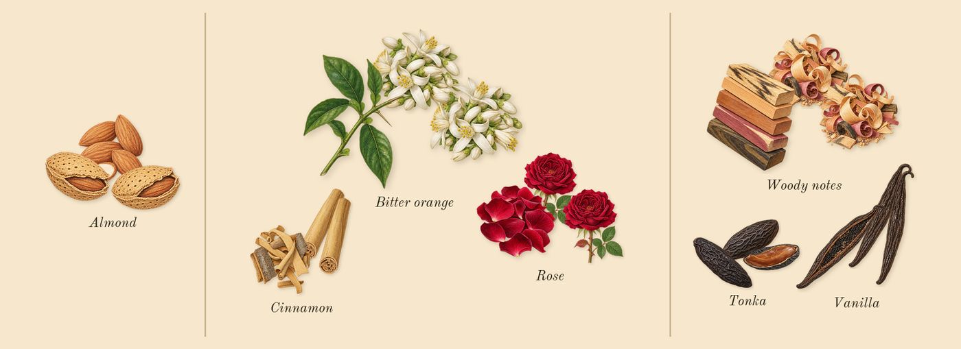 Shaghaf Oud Tonka’s scent picture, a draft: almond, cinnamon, bitter orange, rose, tonka, vanilla drawn so far; dashed outlines where nothing is drawn yet