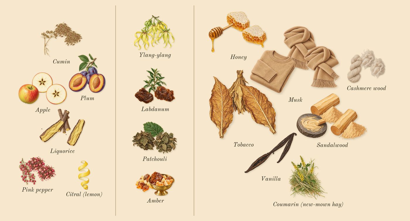 Tobacco 01’s scent picture, a draft: plum, apple, cumin, pink pepper, liquorice, labdanum drawn so far; dashed outlines where nothing is drawn yet