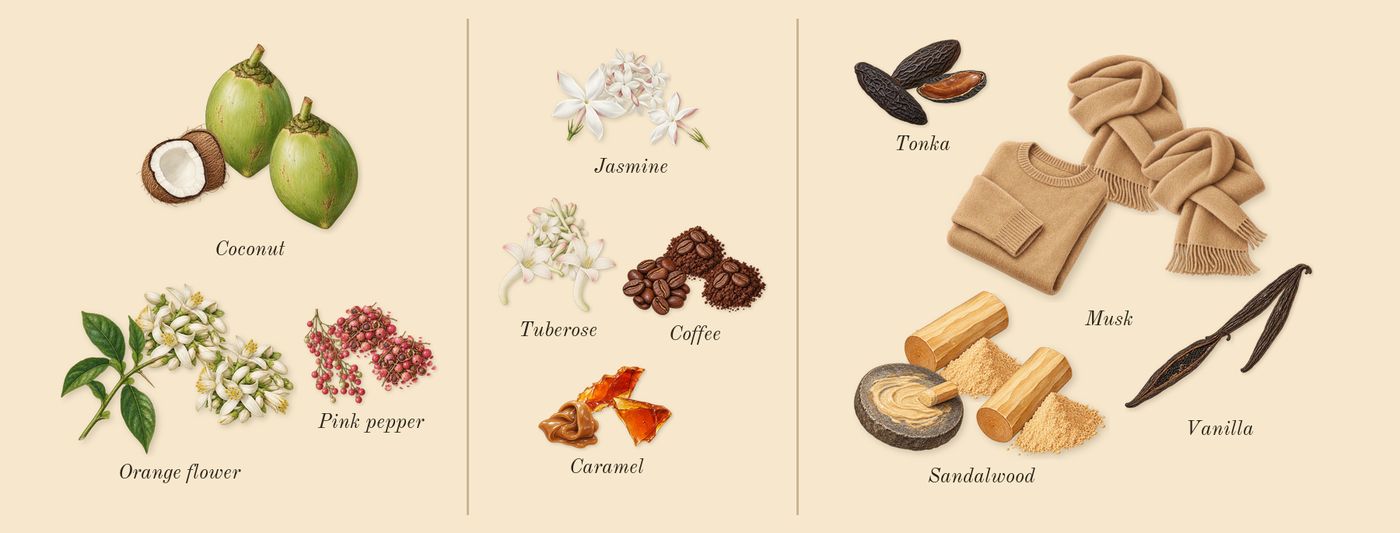 Vanilla 01’s scent picture, a draft: pink pepper, orange flower, coconut, jasmine, coffee, caramel drawn so far; dashed outlines where nothing is drawn yet