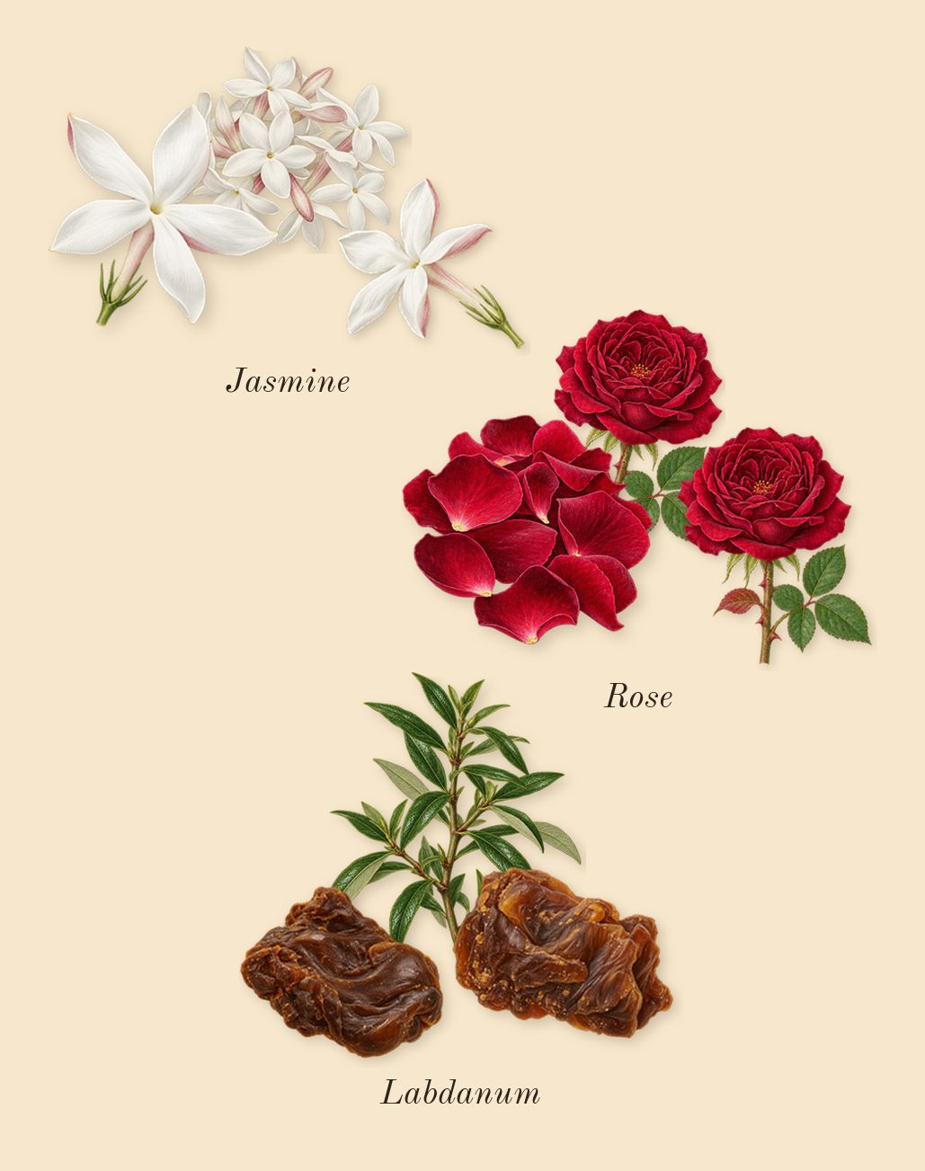 Au Coeur du Désert, heart: Labdanum, Rose, Jasmine