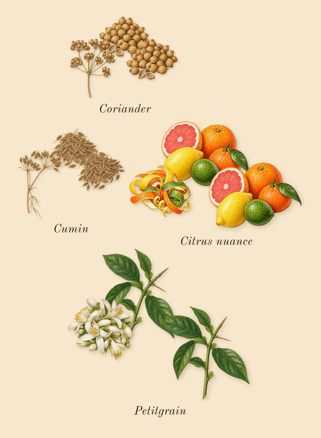 Au Coeur du Désert, top notes: Coriander, Cumin, Petitgrain, Citrus nuance