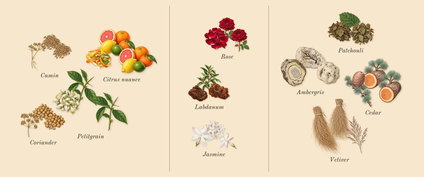 Au Coeur du Désert’s scent picture, a draft: coriander, cumin, petitgrain, citrus nuance, labdanum, rose drawn so far; dashed outlines where nothing is drawn yet