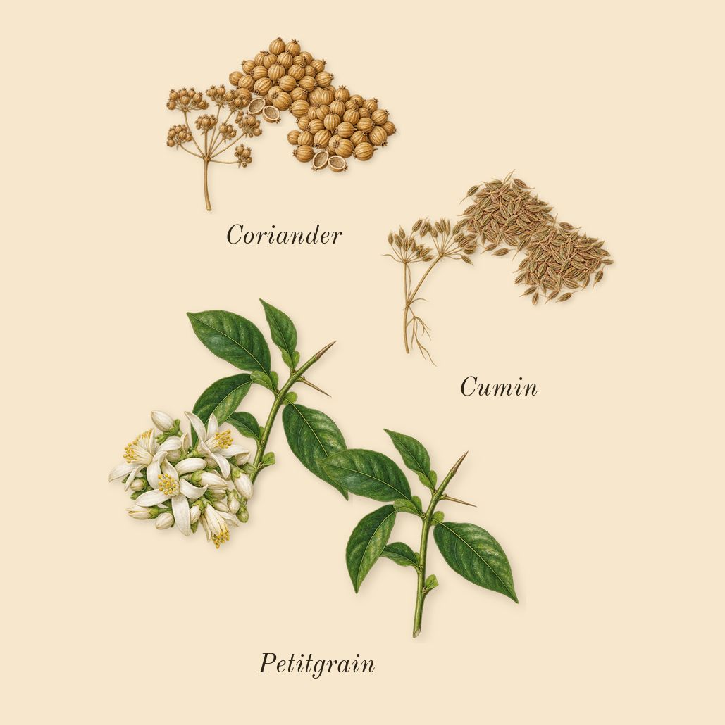 L'Air du Désert Marocain, top notes: Coriander, Cumin, Petitgrain