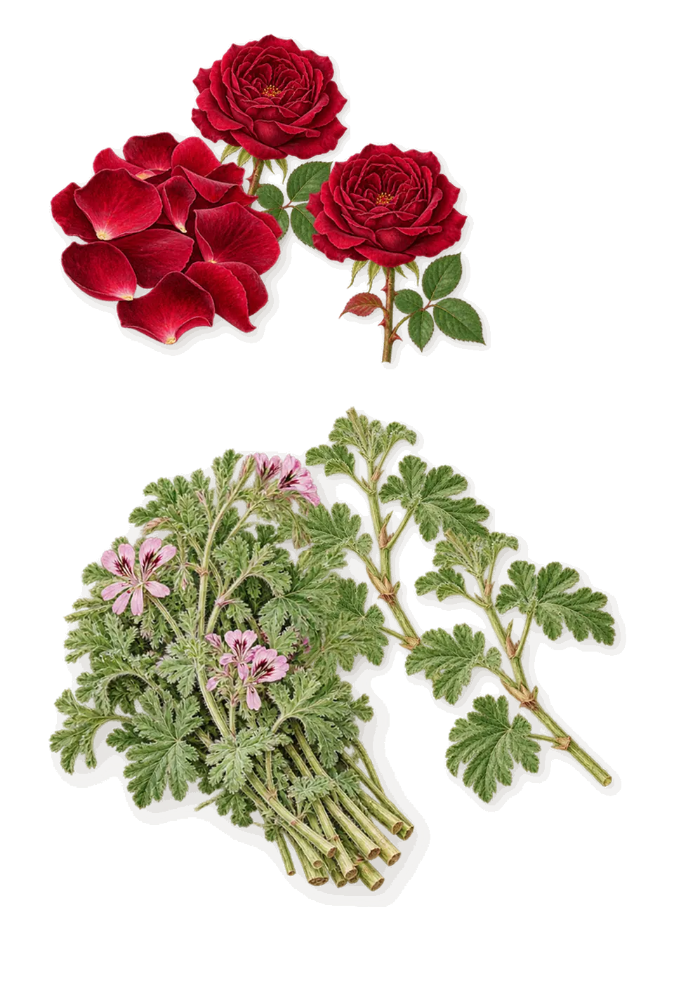 PHI Une Rose de Kandahar, as it settles: Rose, Geranium