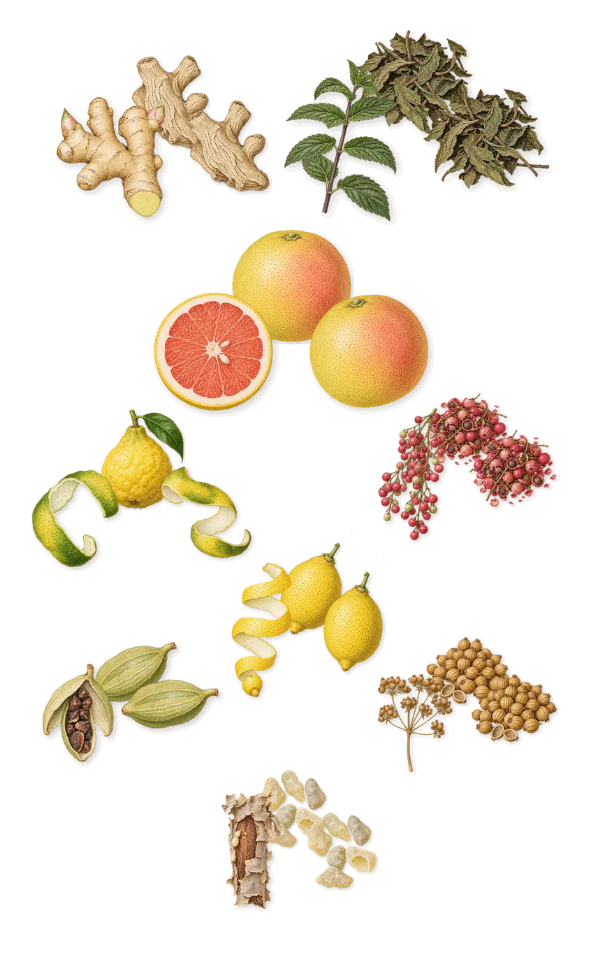 North Star, when you spray it: Bergamot, Cardamom, Grapefruit, Lemon, Mint, Pink pepper, Coriander, Ginger, Frankincense