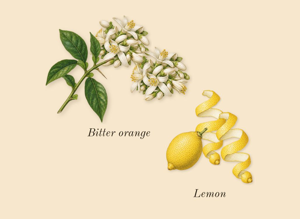 No. 4 Après l'Amour, top notes: Bitter orange, Lemon