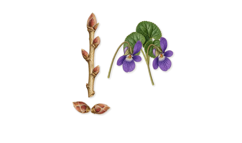 Rose Gold, when you spray it: Blackcurrant, Violet