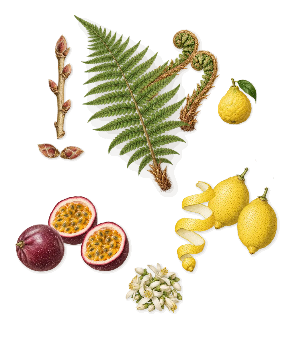 Cassiopea, when you spray it: Passion fruit, Lemon, Blackcurrant, Fern, Bergamot, Bitter orange