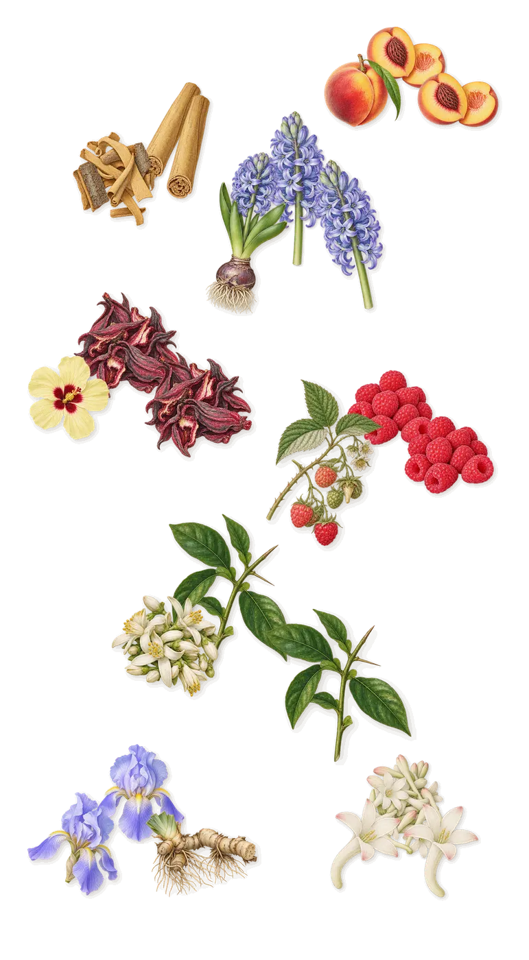 Halley, as it settles: Iris, Hyacinth, Tuberose, Petitgrain, Hibiscus, Peach, Cinnamon, Raspberry