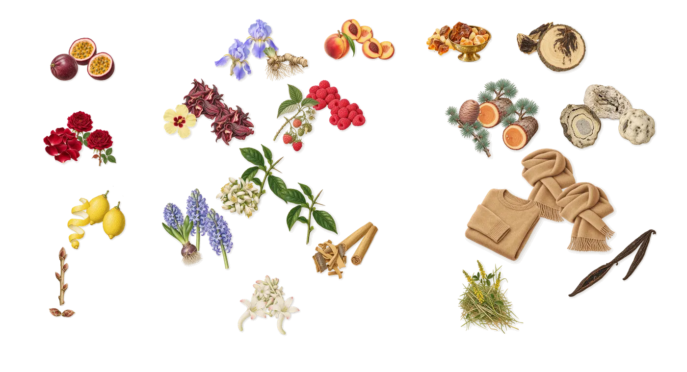Halley’s scent picture, a draft: passion fruit, lemon, blackcurrant, rose, iris, hyacinth drawn so far; dashed outlines where nothing is drawn yet