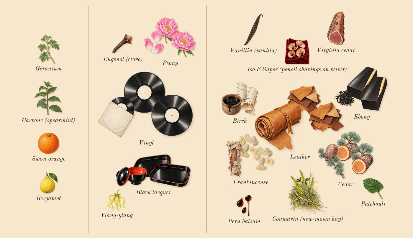 Black Lacquer’s scent picture, a draft: black lacquer, ebony, peony, frankincense, vinyl, cedar drawn so far; dashed outlines where nothing is drawn yet