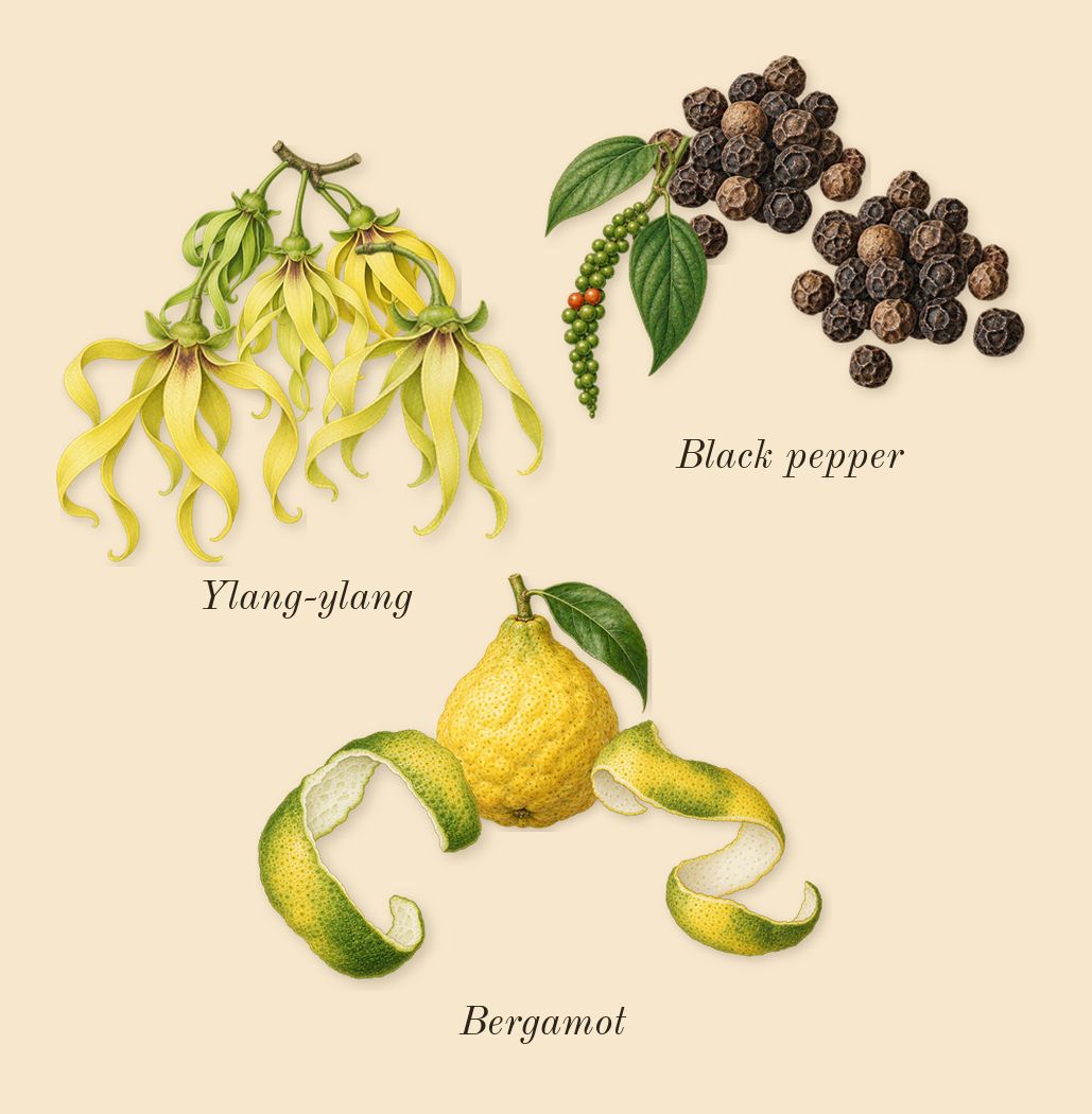 Black Orchid Reserve, top notes: Ylang-ylang, Black pepper, Bergamot