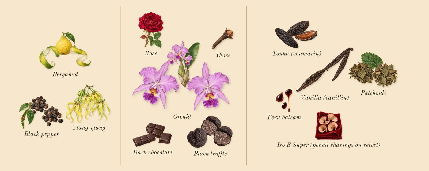 Black Orchid Reserve’s scent picture, a draft: orchid, patchouli, tonka (coumarin), black truffle, ylang-ylang, black pepper drawn so far; dashed outlines where nothing is drawn yet