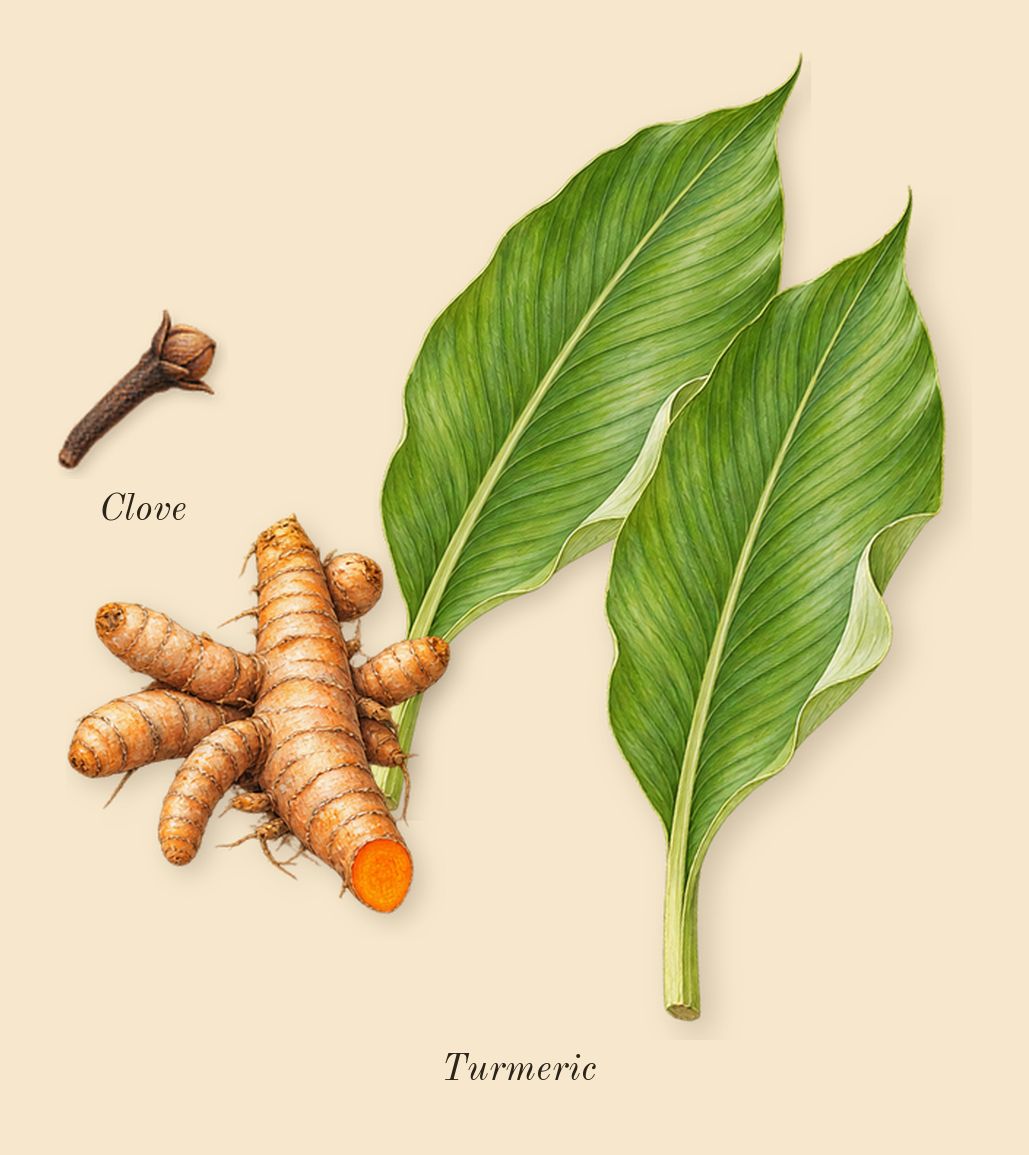 Bois Pacifique, heart: Turmeric, Clove