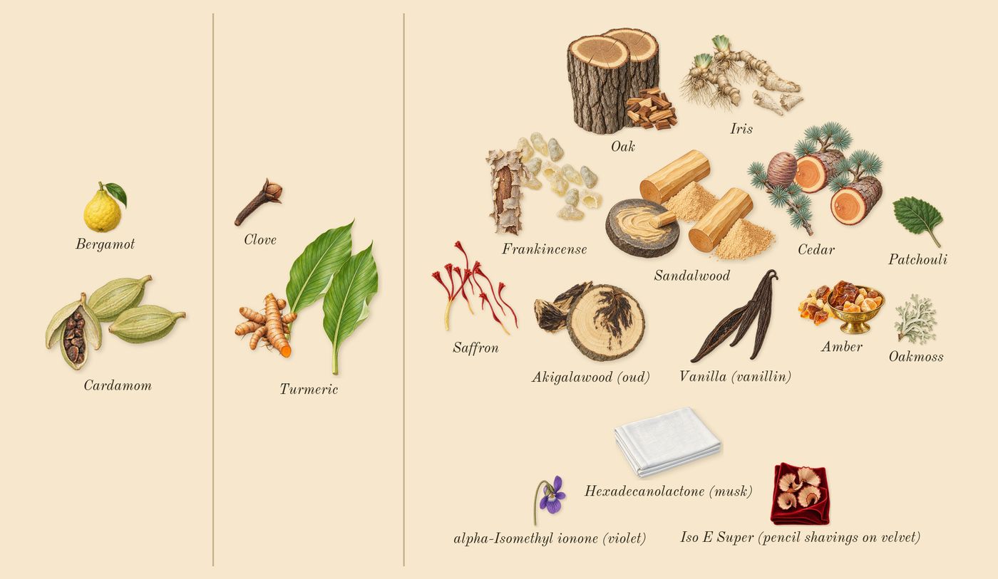 Bois Pacifique’s scent picture, a draft: turmeric, sandalwood, oak, akigalawood (oud), cardamom, frankincense drawn so far; dashed outlines where nothing is drawn yet