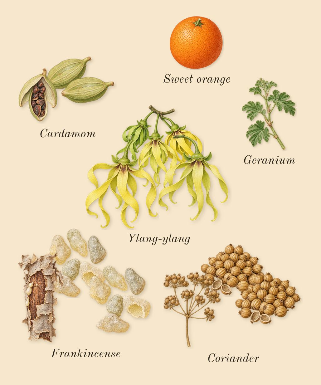 Café Rose, top notes: Ylang-ylang, Coriander, Cardamom, Frankincense, Geranium, Sweet orange