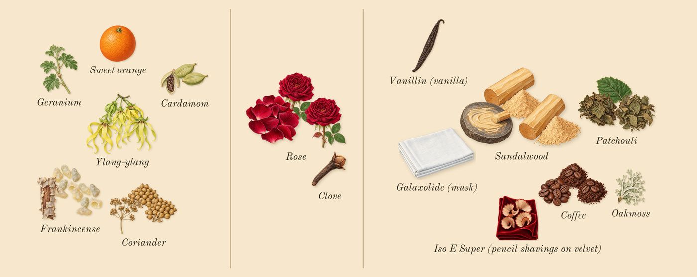 Café Rose’s scent picture, a draft: rose, ylang-ylang, coffee, coriander, patchouli, cardamom drawn so far; dashed outlines where nothing is drawn yet
