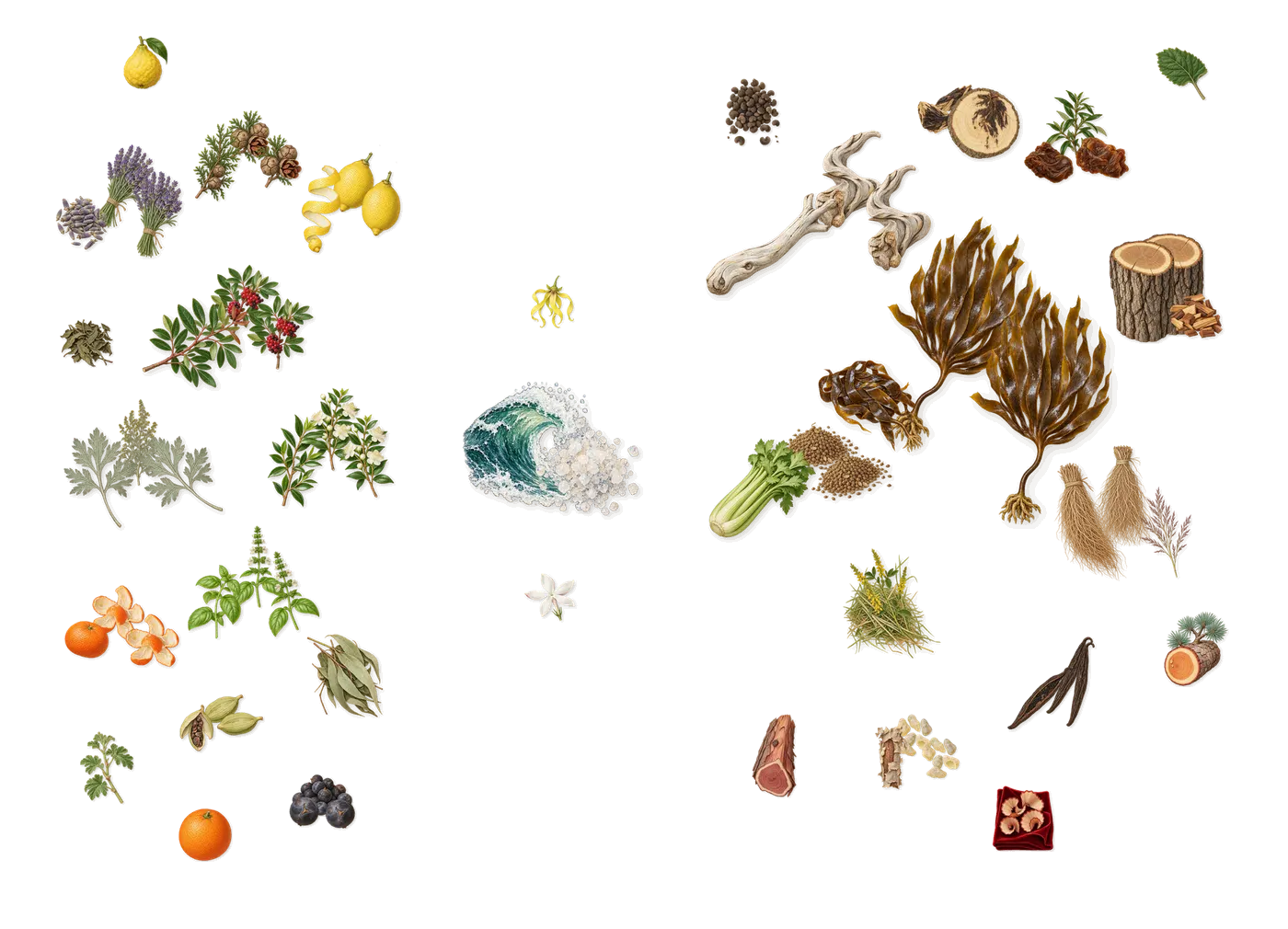 Costa Azzurra’s scent picture, a draft: lemon, cypress, oak, driftwood, labdanum, salty amber drawn so far; dashed outlines where nothing is drawn yet